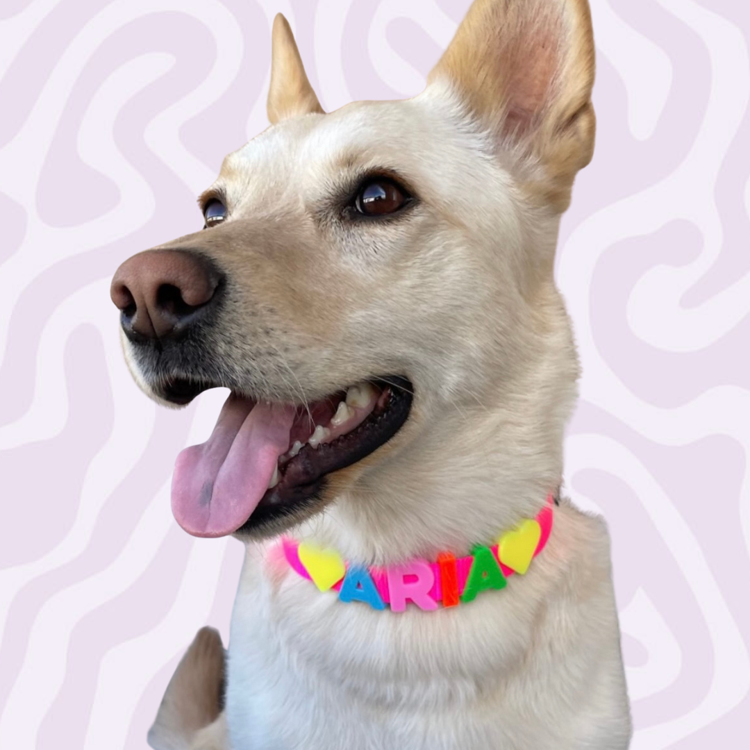 Pawsonalized Charm Collar